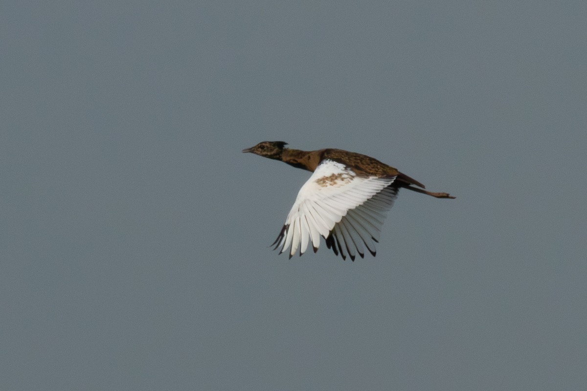 Bengal Florican - Steven Rodan