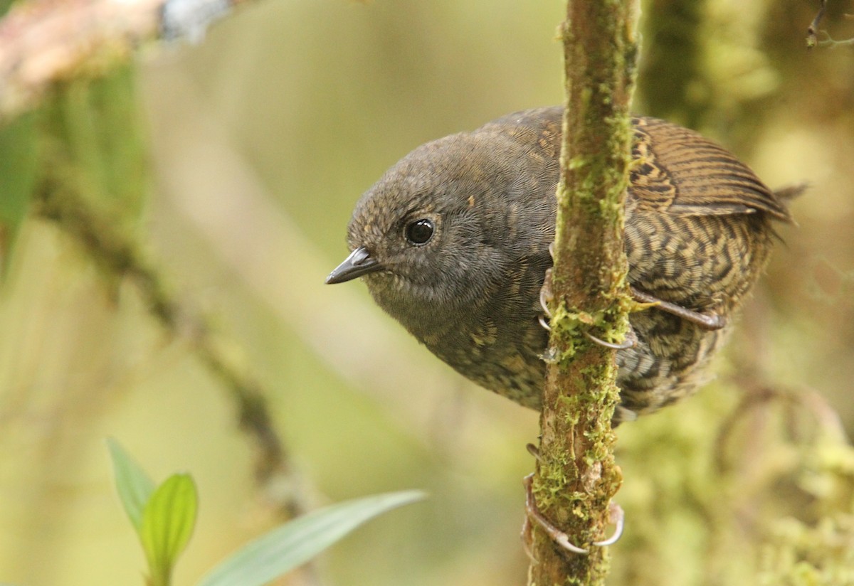 Tschudi's Tapaculo - Luke Seitz