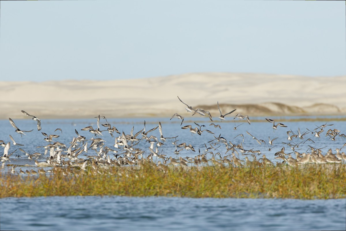 Black-bellied Plover - Joachim Bertrands