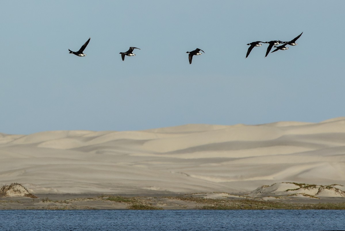 Barnacla Carinegra (nigricans) - ML616158042