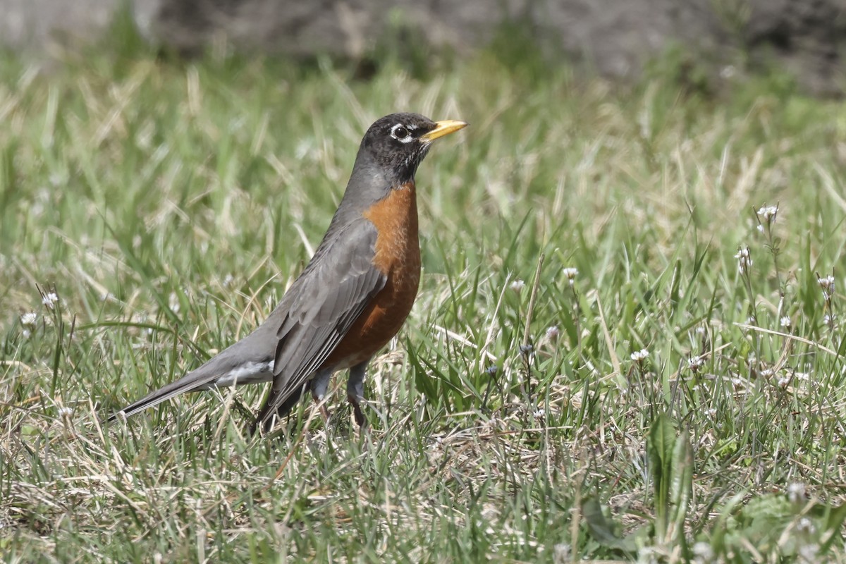 American Robin - Mary Thurmond