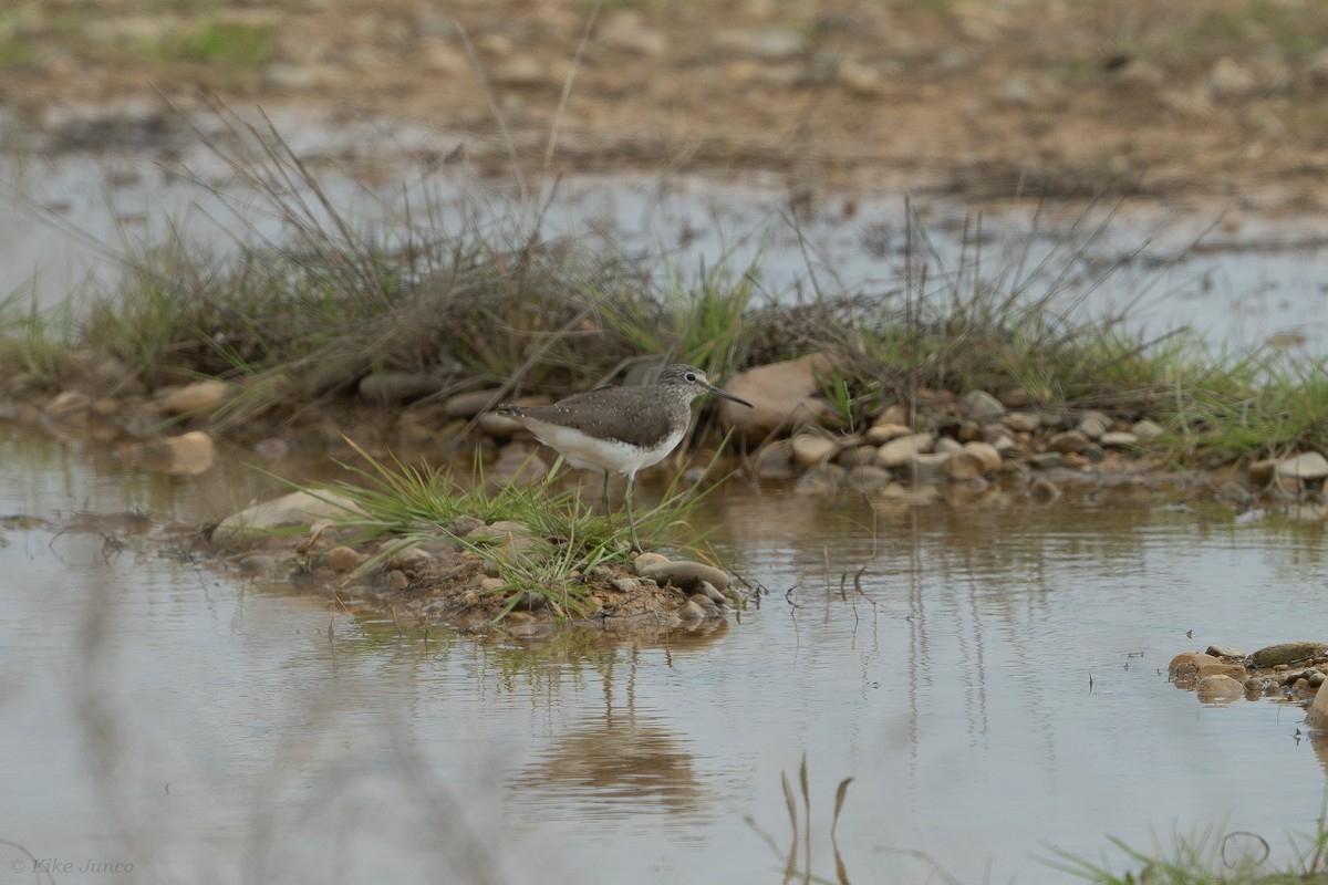 Green Sandpiper - ML616158051