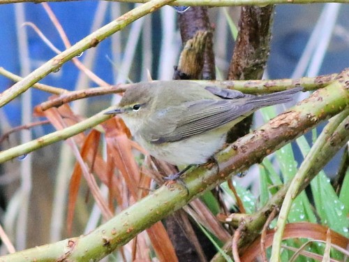 Common Chiffchaff (Common) - David Cooper