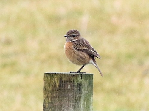 European Stonechat - David Cooper