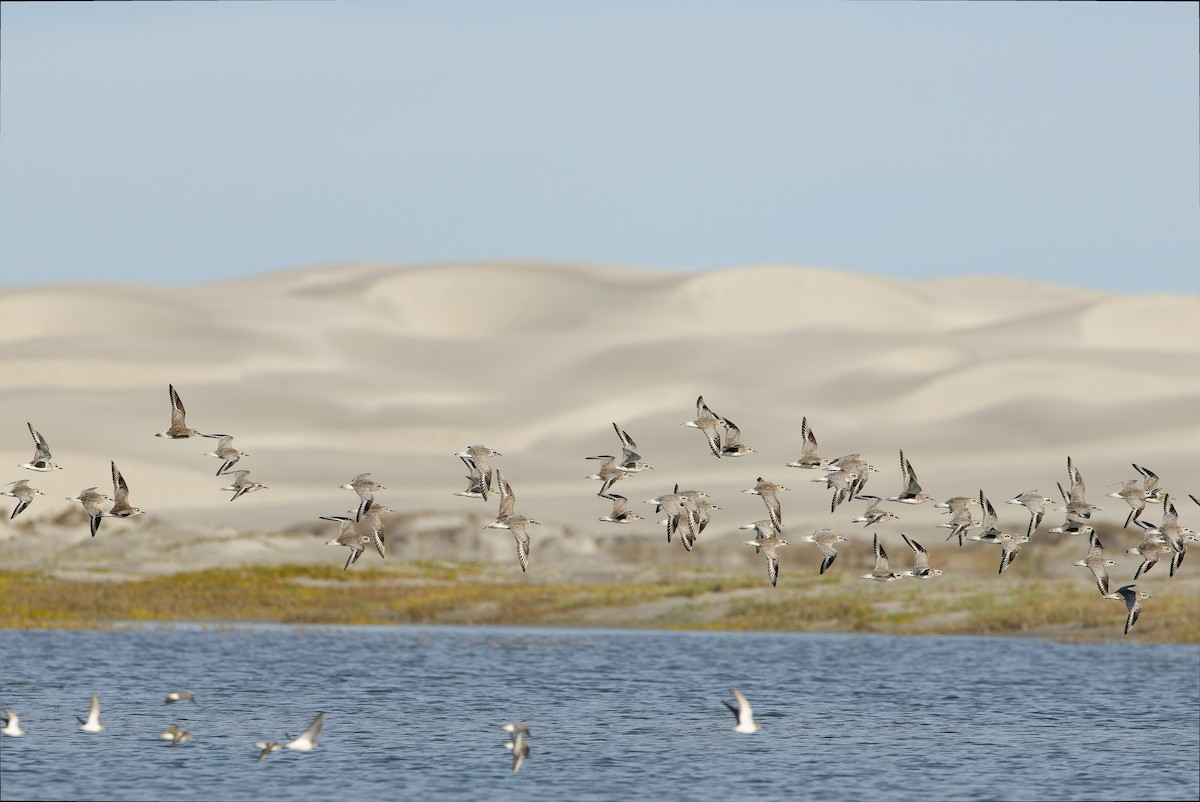 Black-bellied Plover - ML616158060