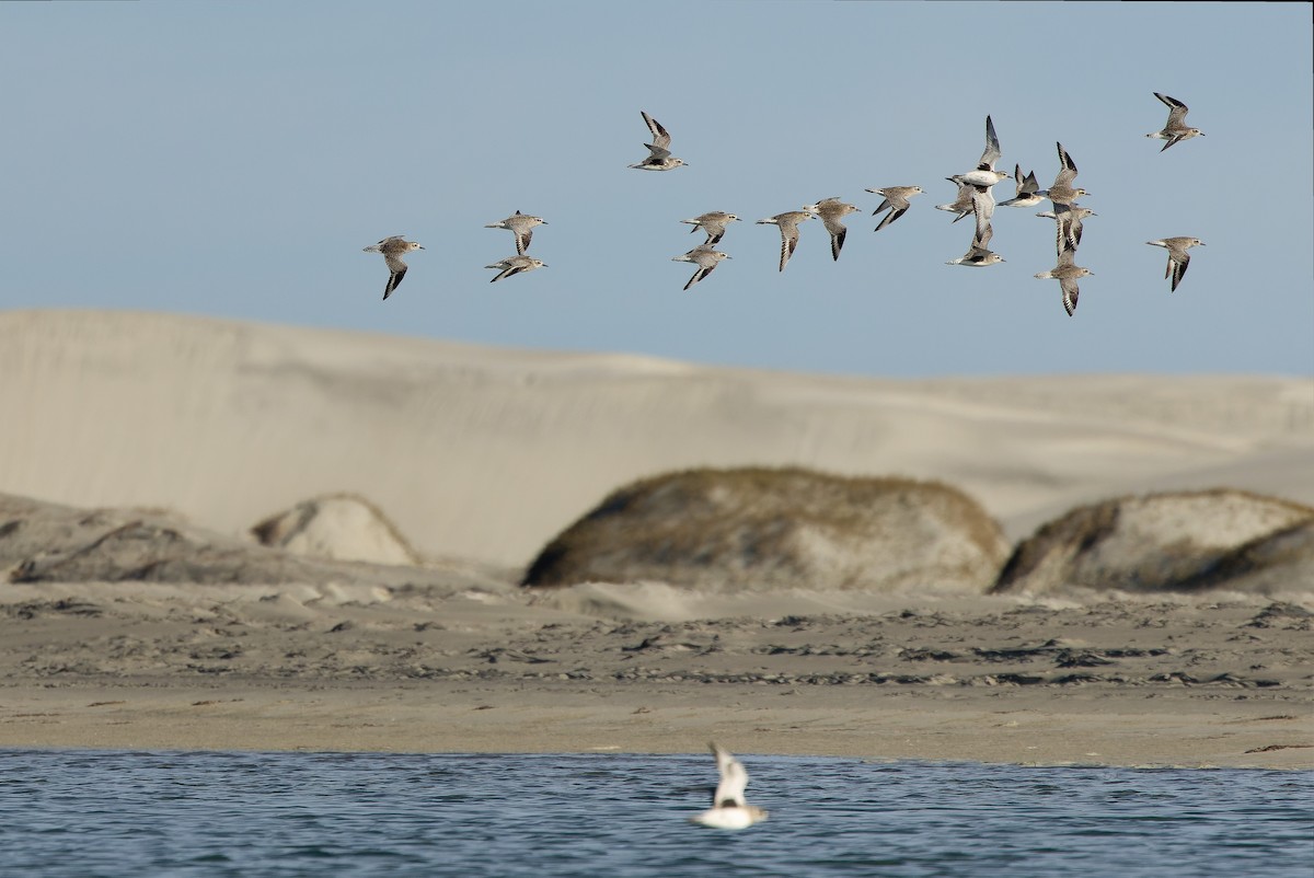 Black-bellied Plover - ML616158061