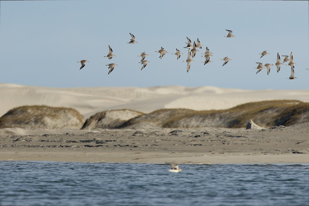 Black-bellied Plover - ML616158062