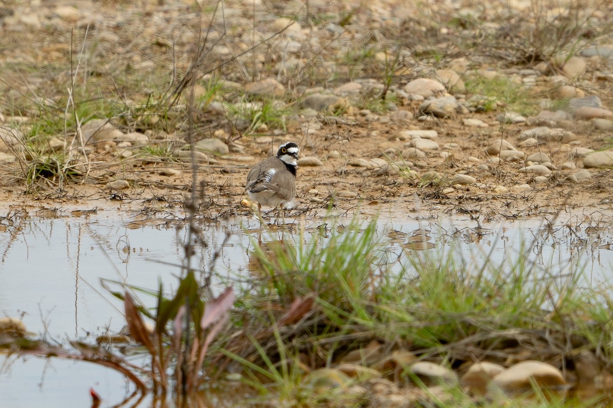 Little Ringed Plover - ML616158063