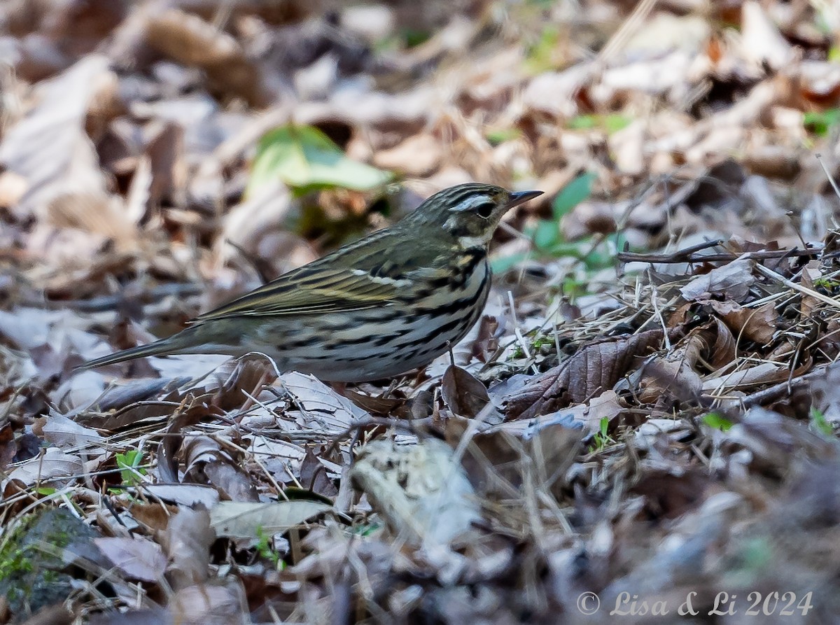 Olive-backed Pipit - Lisa & Li Li