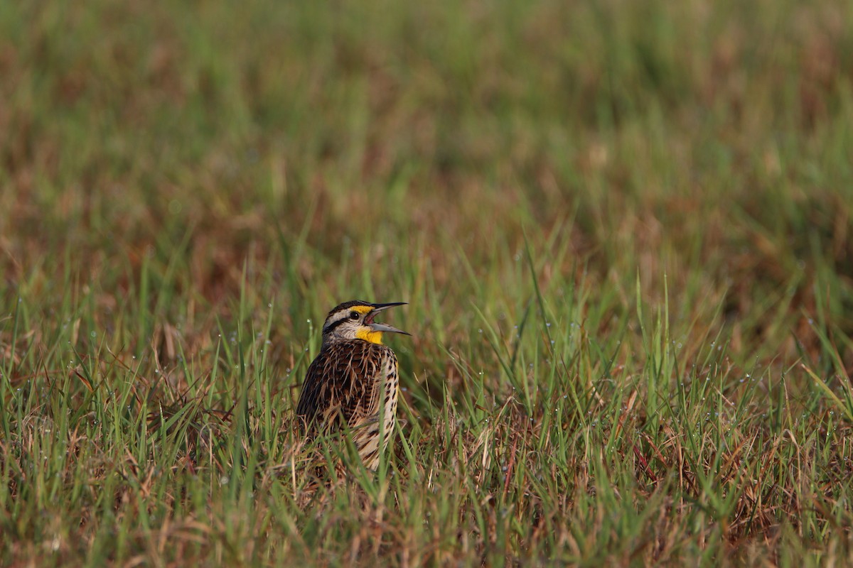 Eastern Meadowlark - ML616158084