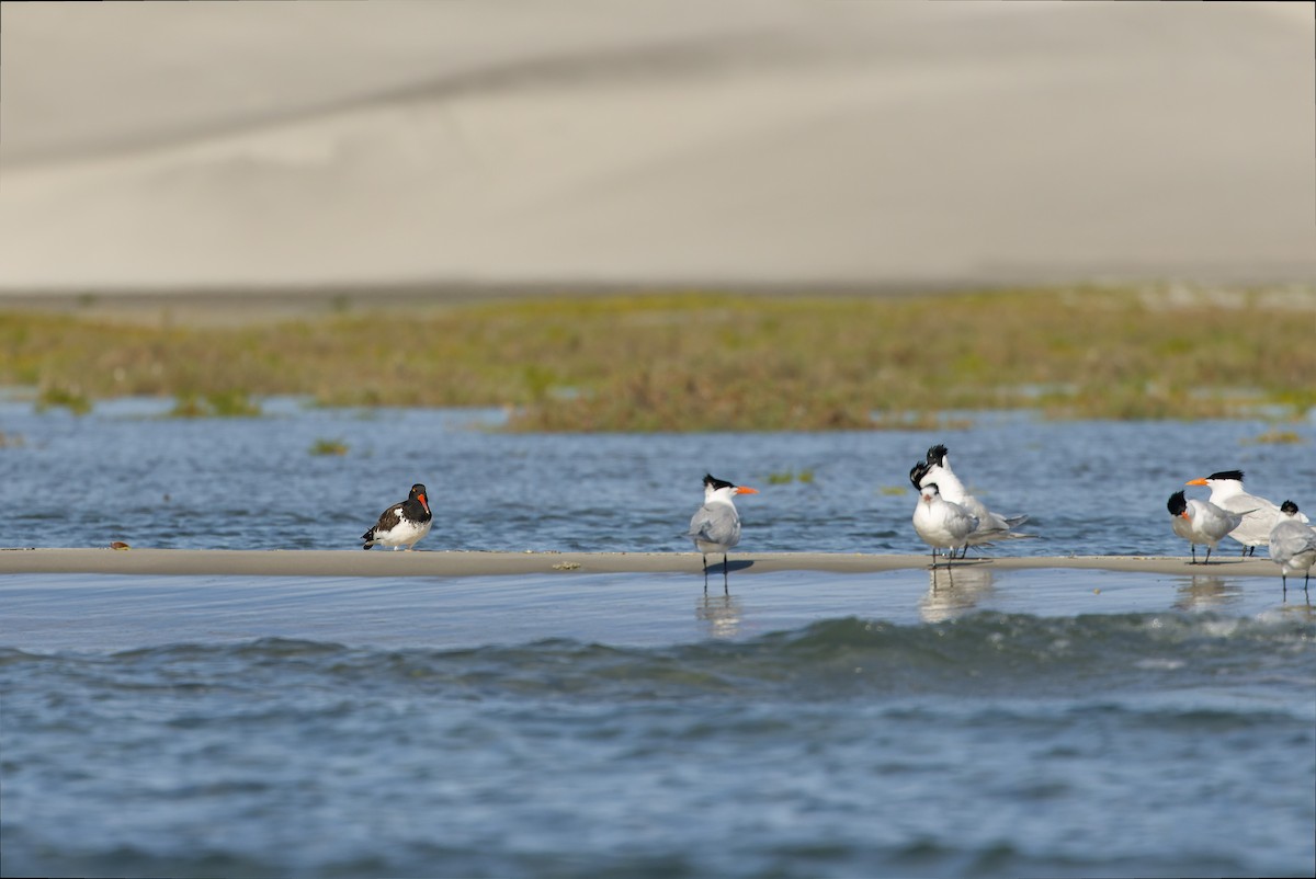 American Oystercatcher - Joachim Bertrands | Ornis Birding Expeditions