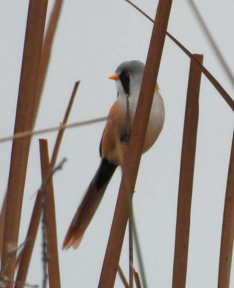 Bearded Reedling - ML616158111