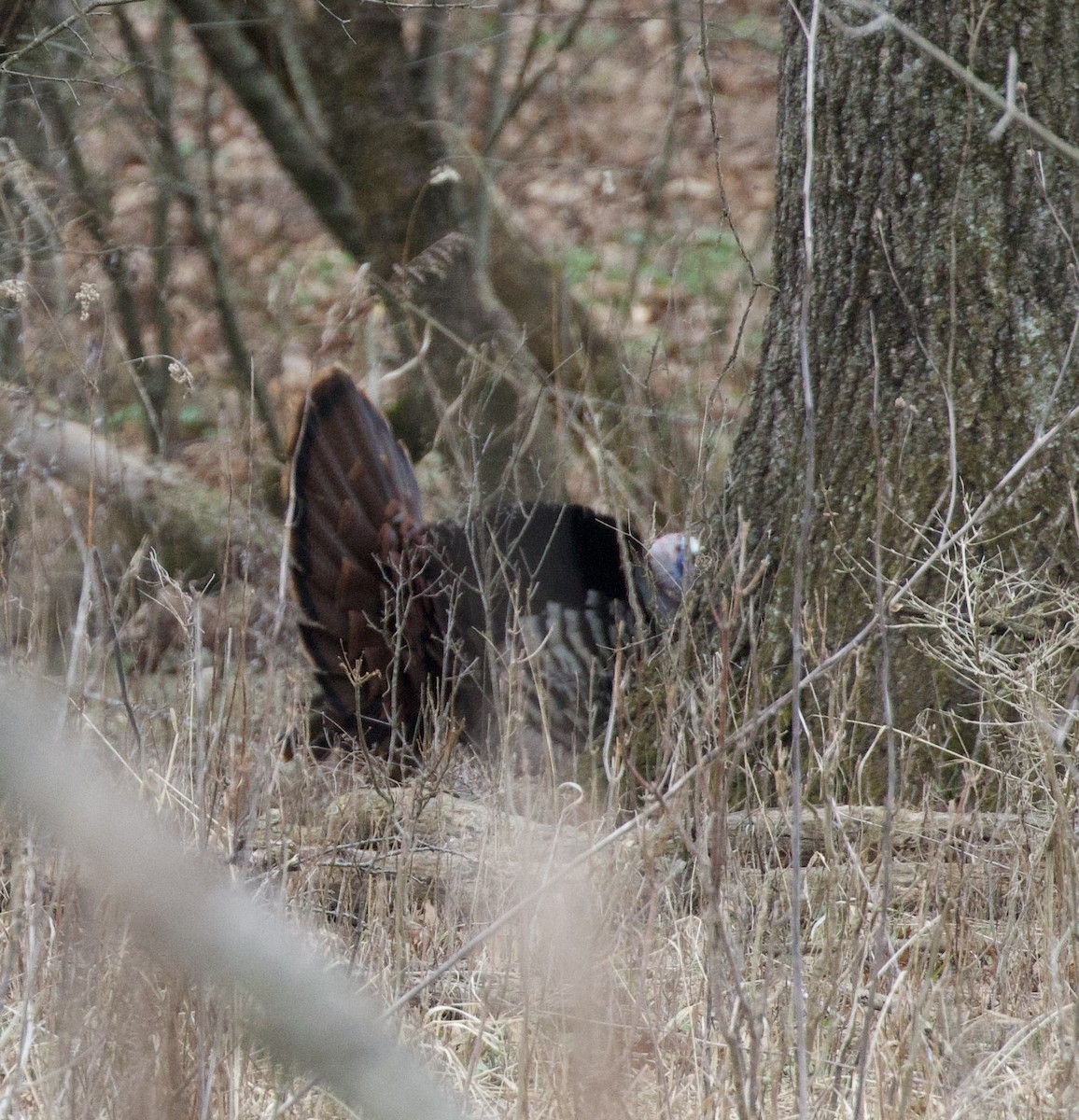 Wild Turkey - ML616158167