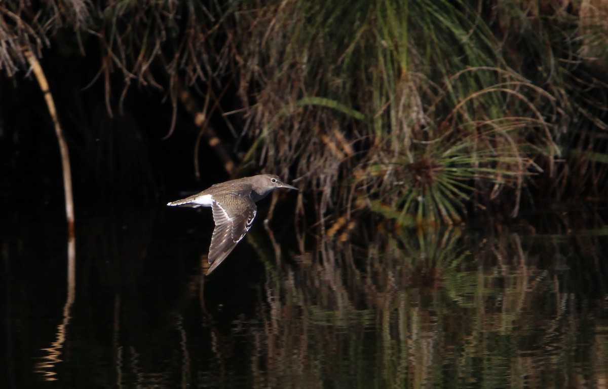 Common Sandpiper - ML616158197