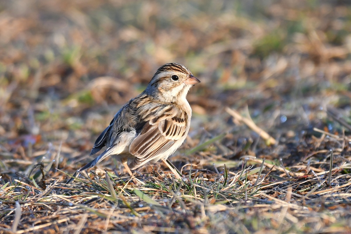 Clay-colored Sparrow - ML616158211