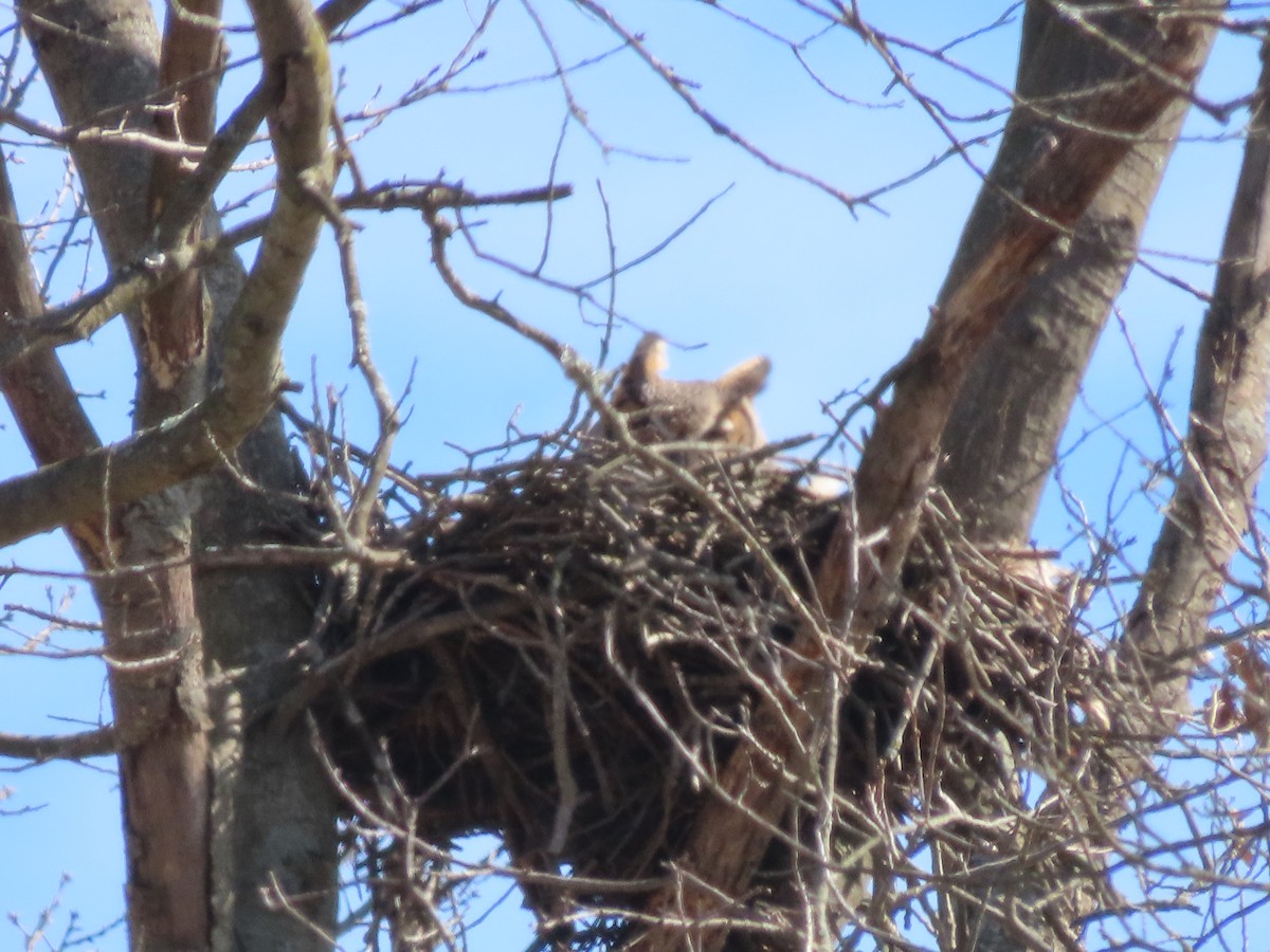 Great Horned Owl - ML616158227