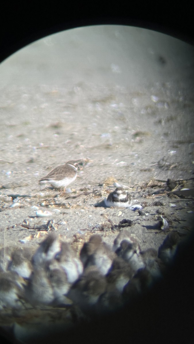 Semipalmated Plover - ML616158232