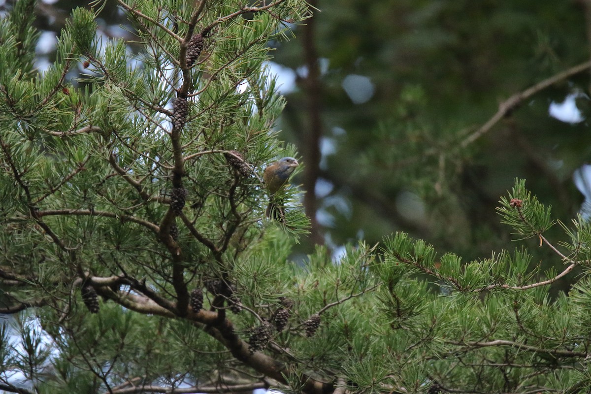 Blue Grosbeak - ML616158234
