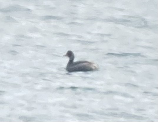 Eared Grebe - ML616158236