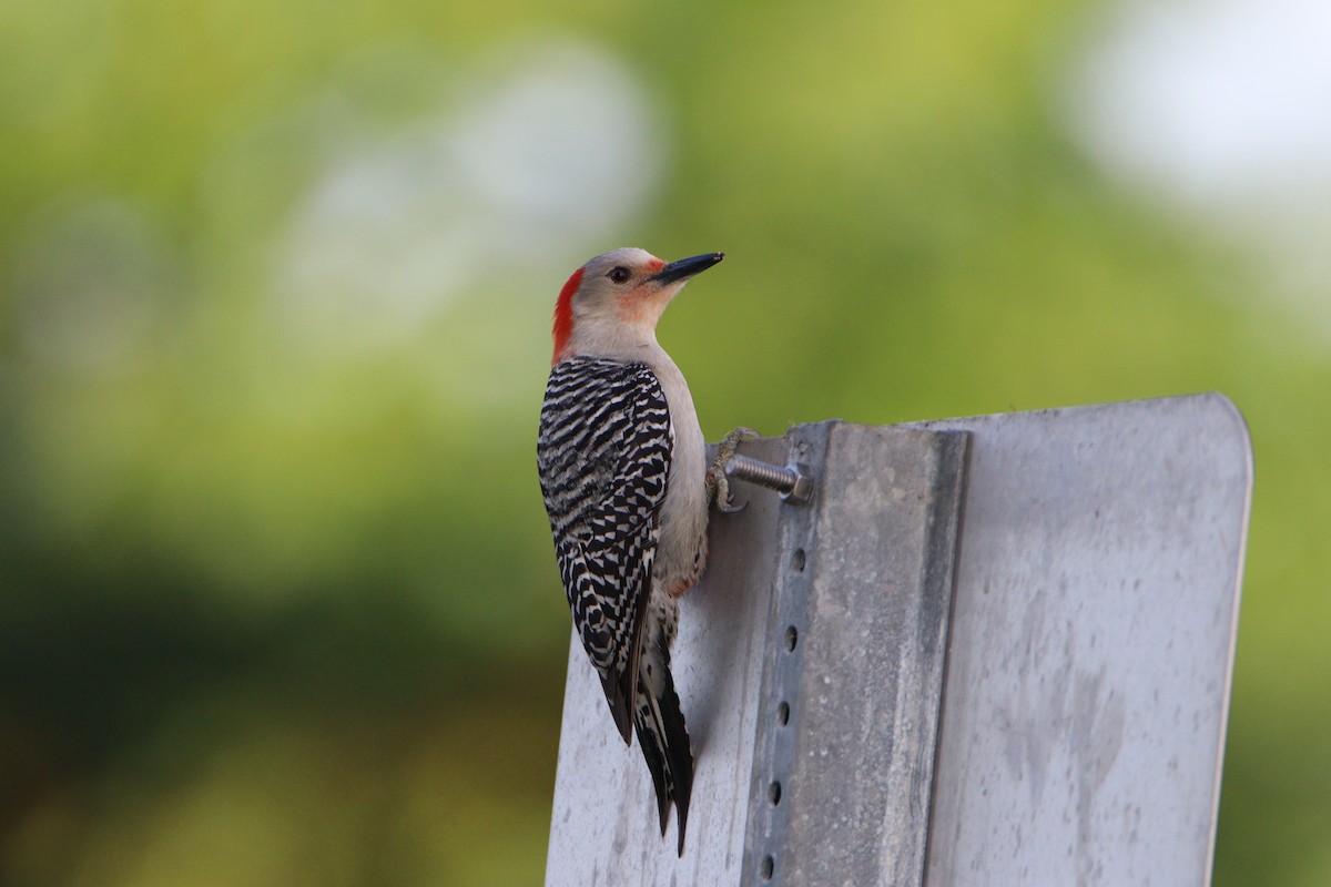 Red-bellied Woodpecker - ML616158242