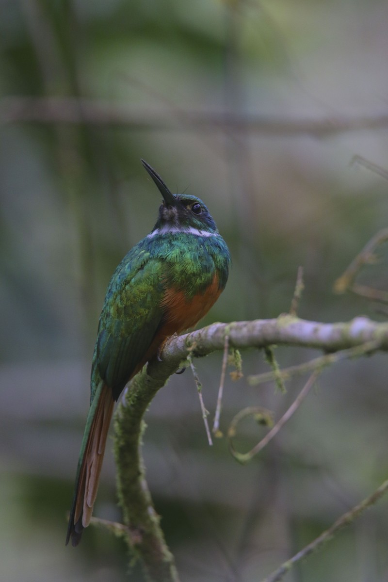 Rufous-tailed Jacamar - Nathan Alblas