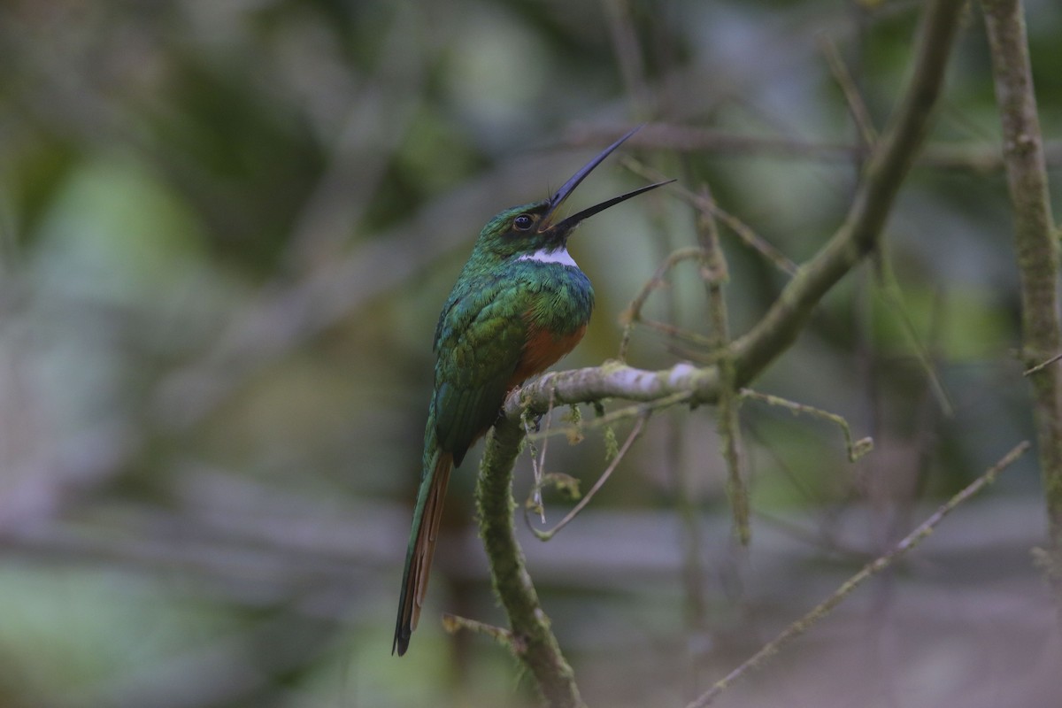 Rufous-tailed Jacamar - Nathan Alblas