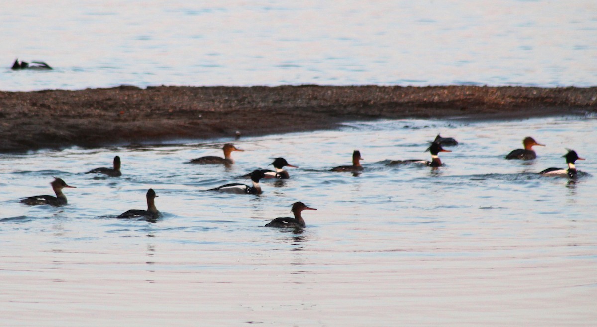 Red-breasted Merganser - ML616158289