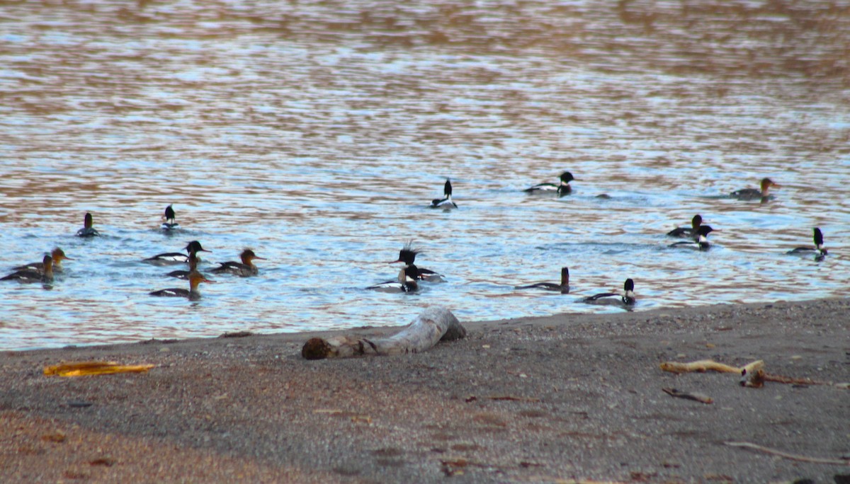 Red-breasted Merganser - ML616158308