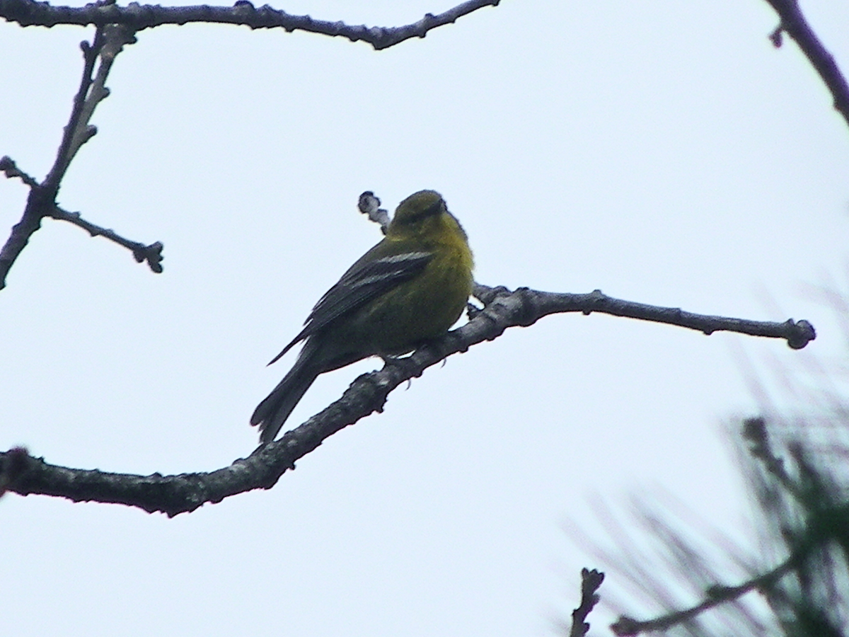 Pine Warbler - Khloe Campbell