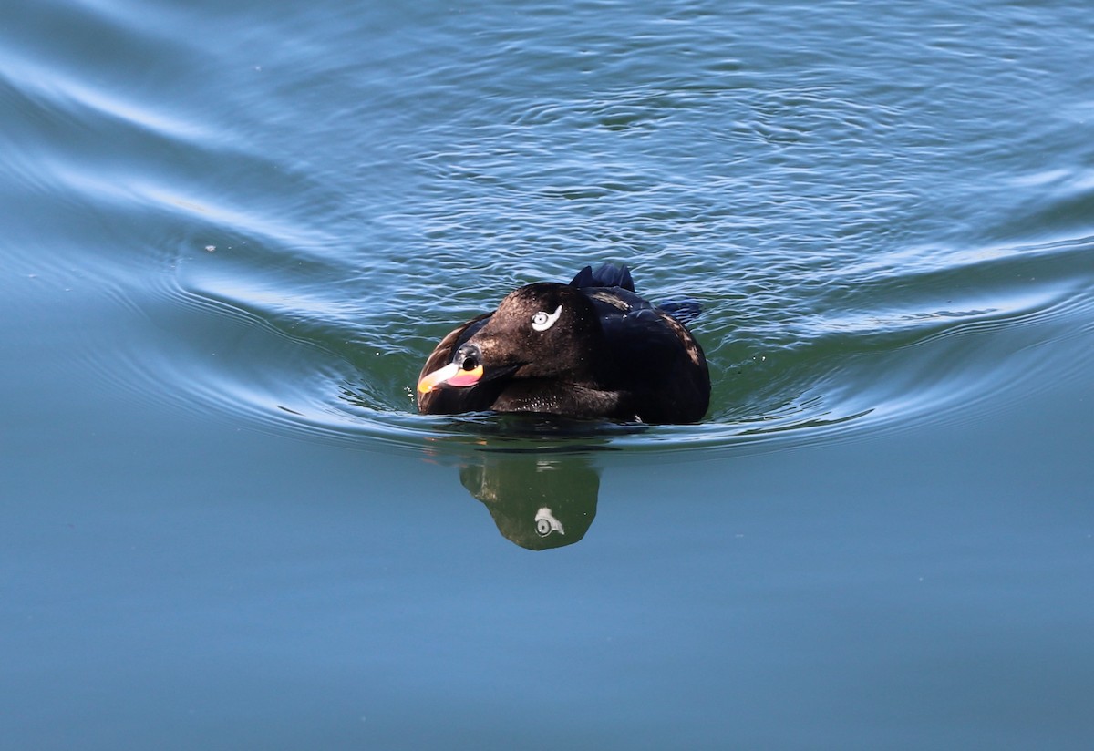 White-winged Scoter - ML616158393