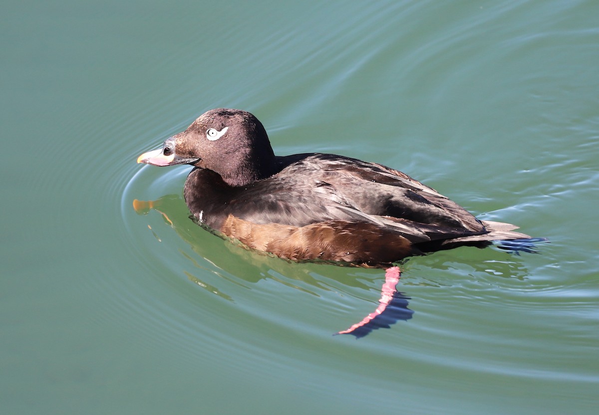 White-winged Scoter - ML616158395