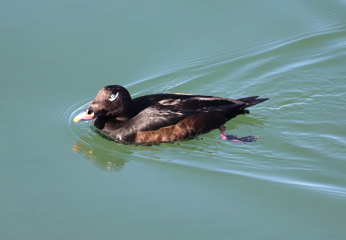 White-winged Scoter - ML616158396