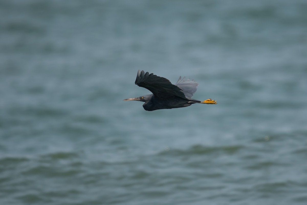 Pacific Reef-Heron - ML616158408