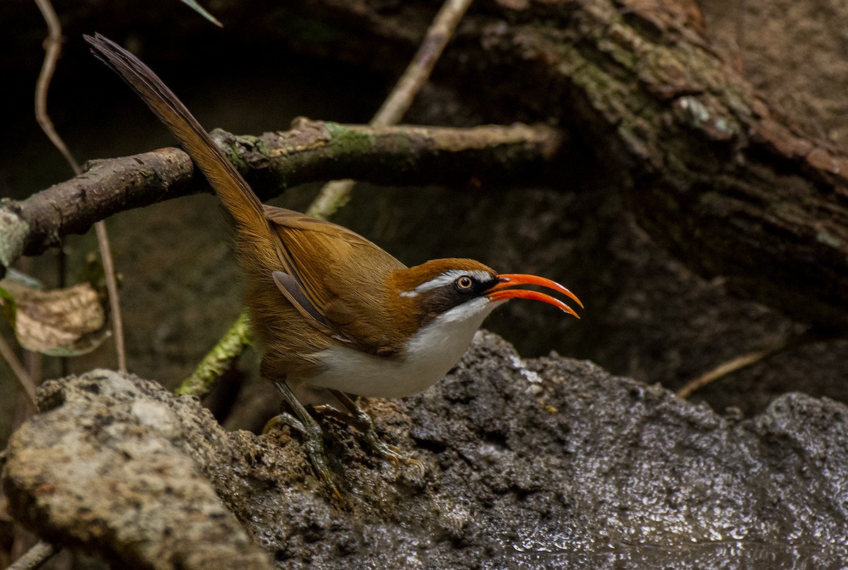 Red-billed Scimitar-Babbler - ML616158465