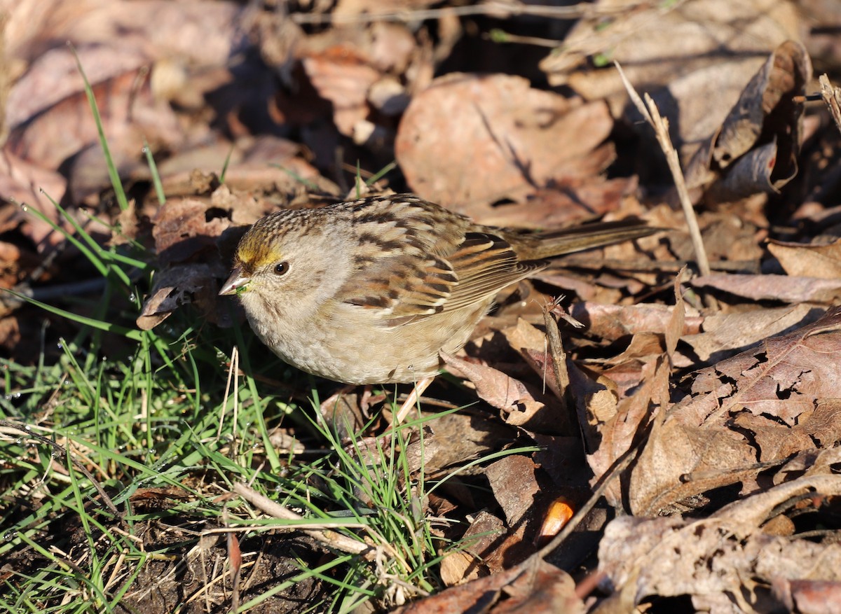 Golden-crowned Sparrow - ML616158470