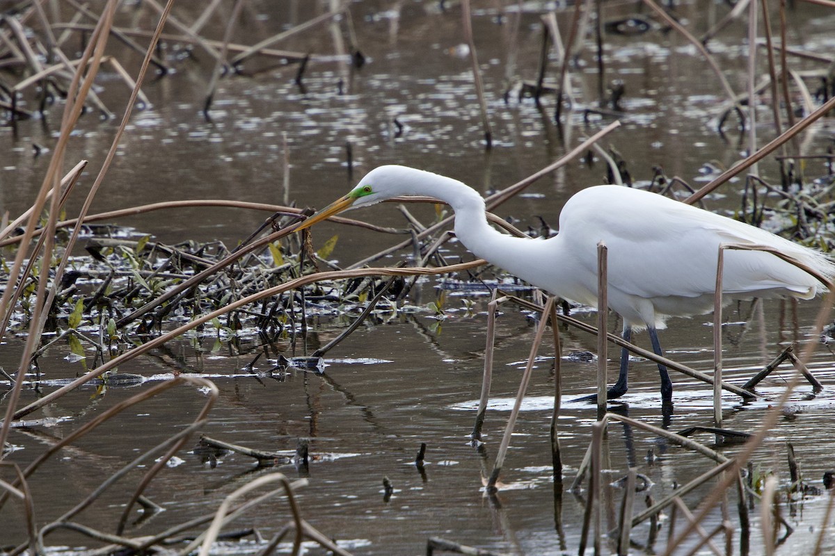 Great Egret - ML616158556