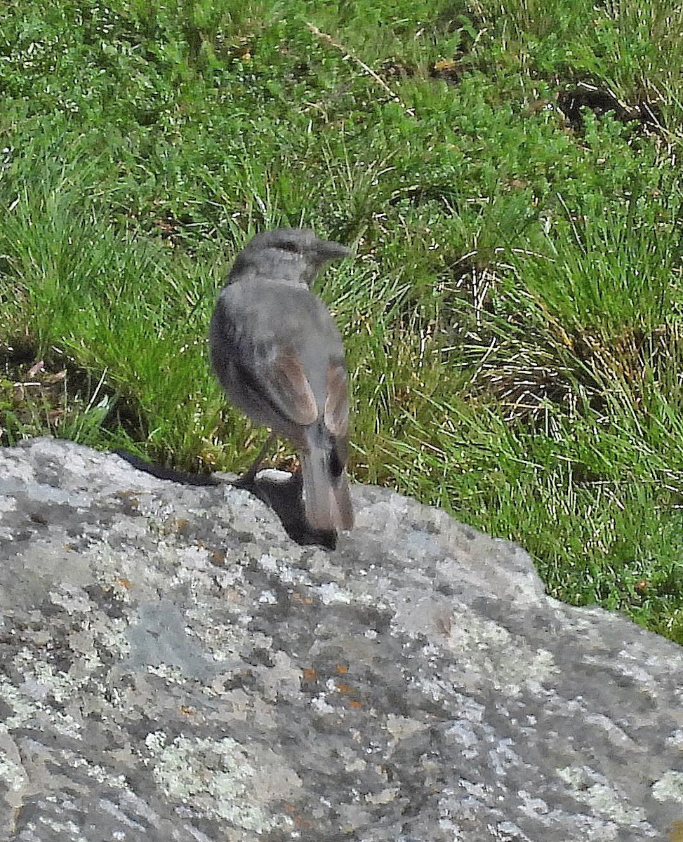 Boulder Finch - ML616158587