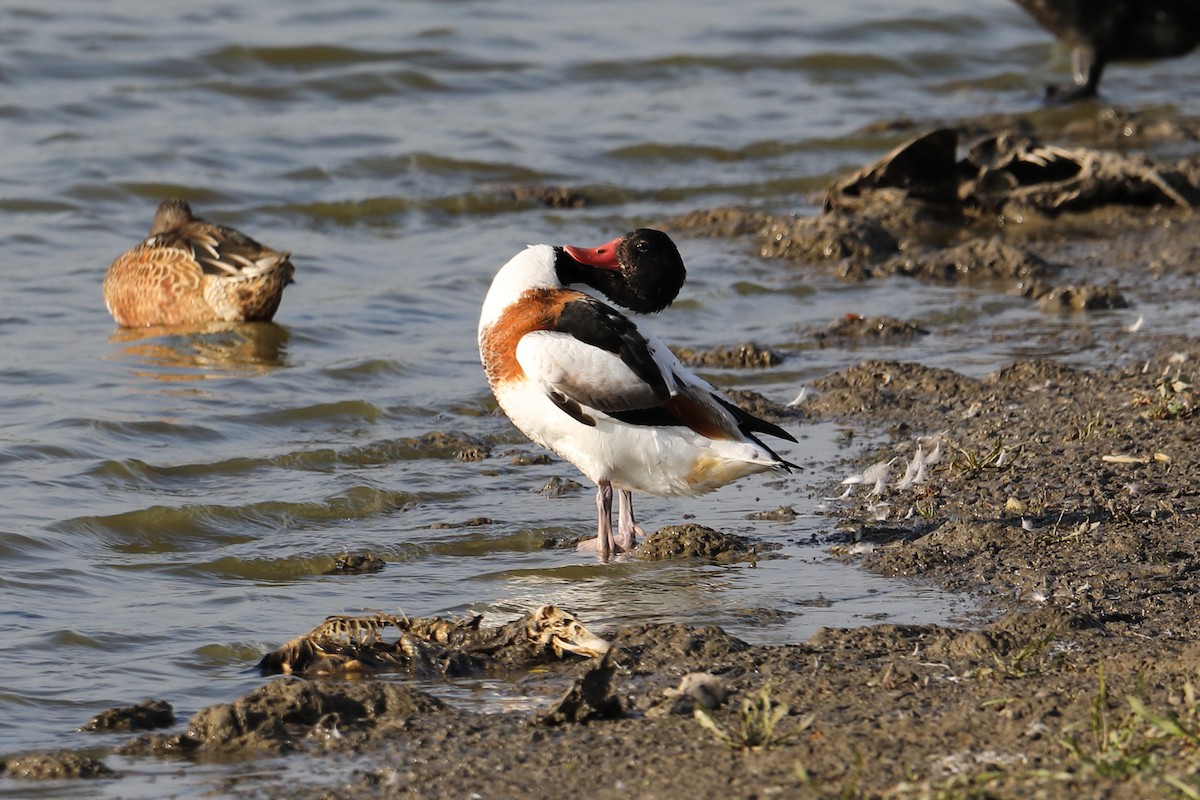 Common Shelduck - Corné Pieterse