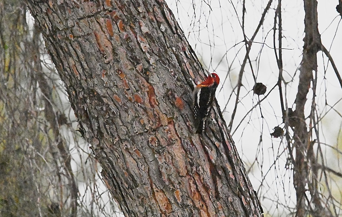 Red-breasted Sapsucker - ML616158601