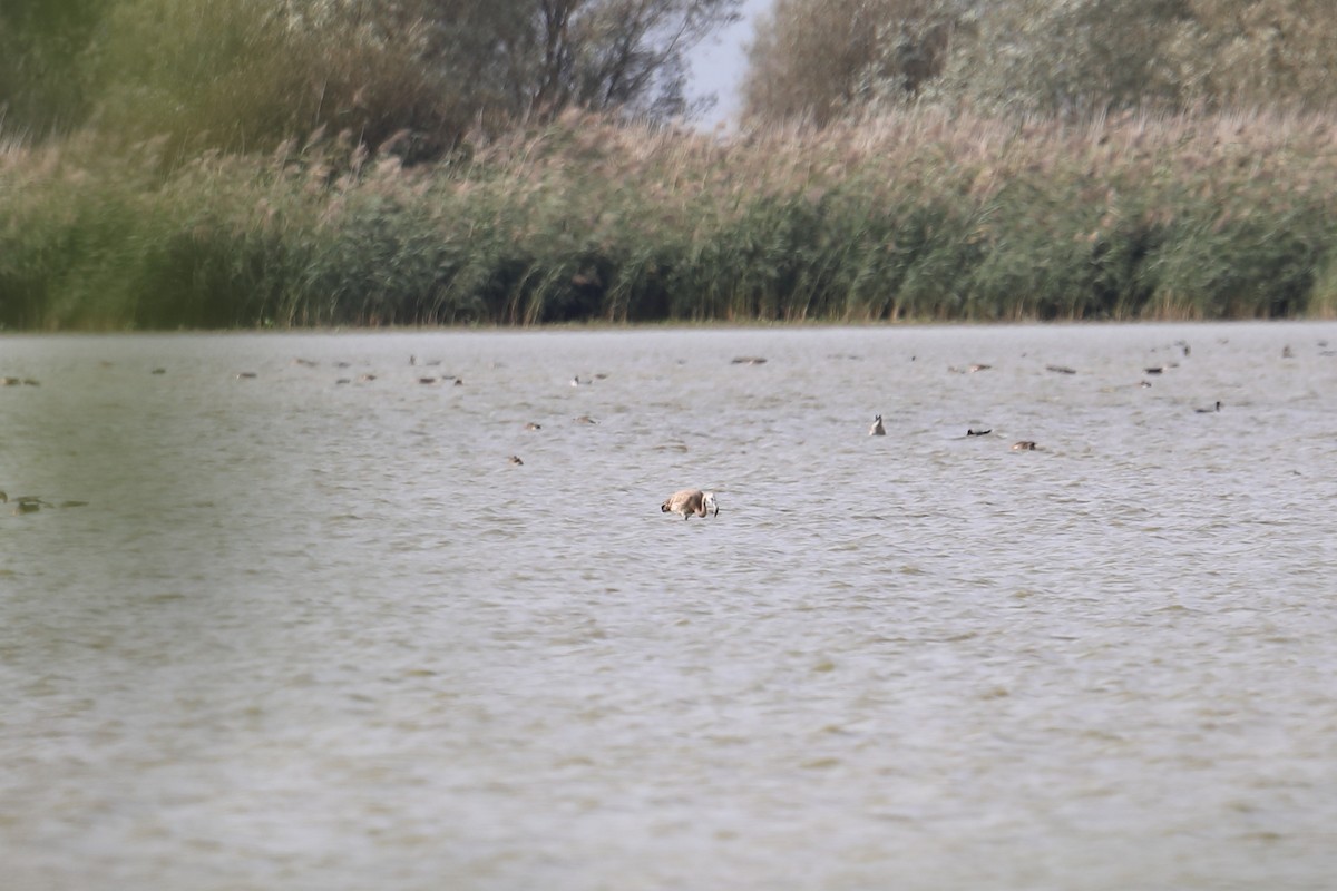 Greater Flamingo - ML616158606