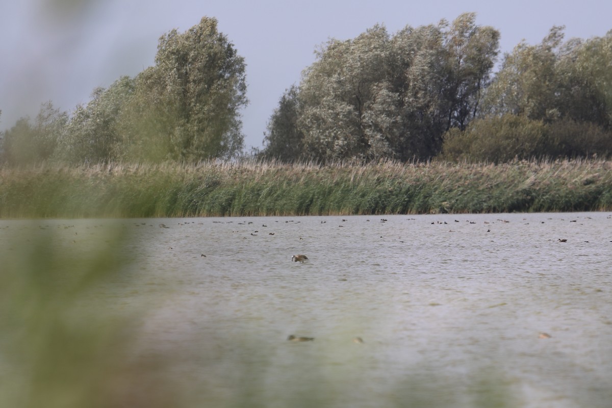 Greater Flamingo - ML616158607