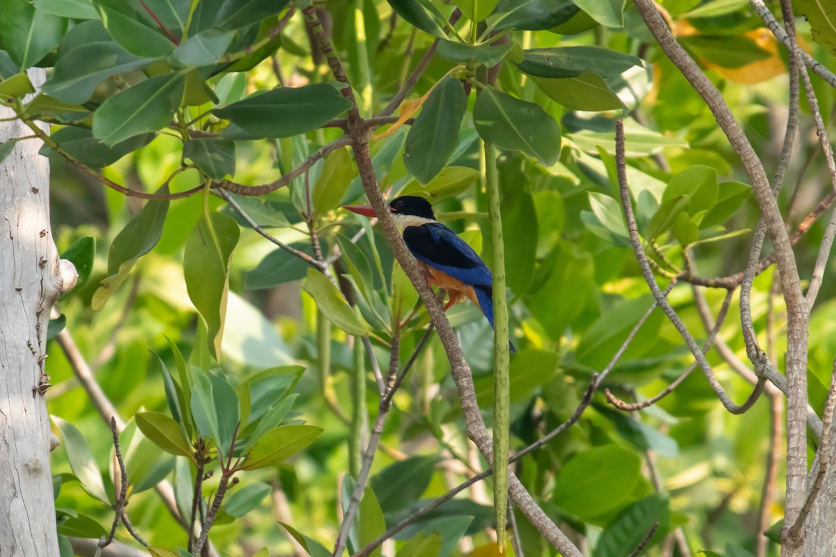 Black-capped Kingfisher - Dominic More O’Ferrall