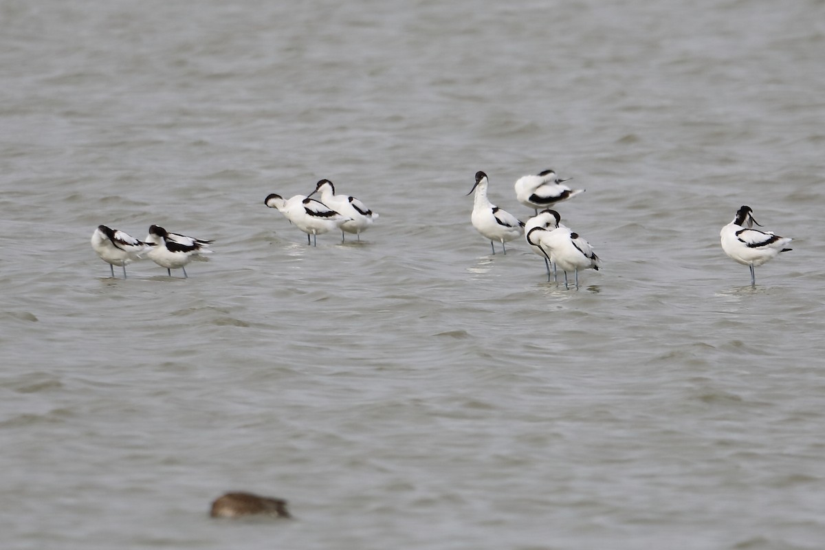 Pied Avocet - Corné Pieterse