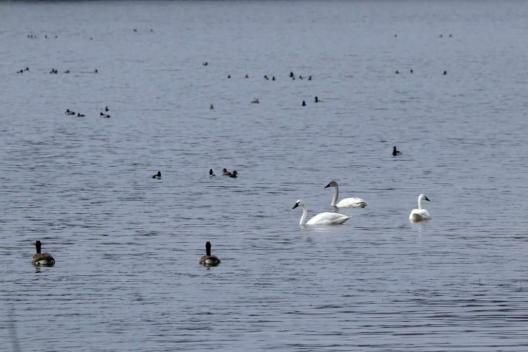 Tundra Swan - ML616158652