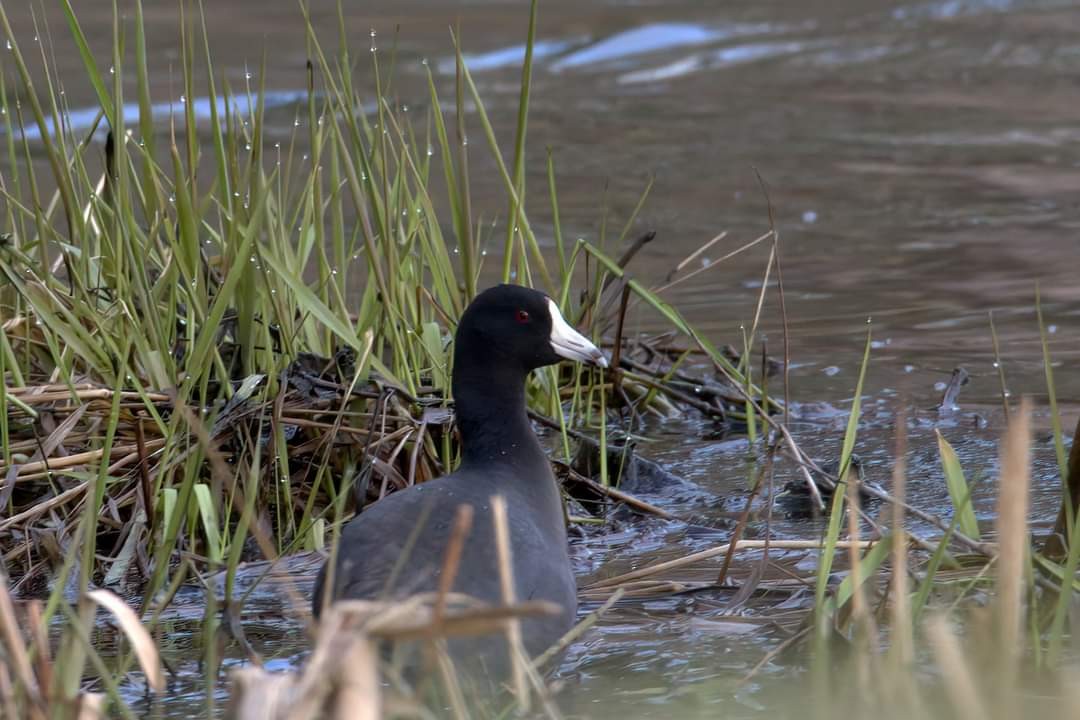 American Coot - Dave Keith