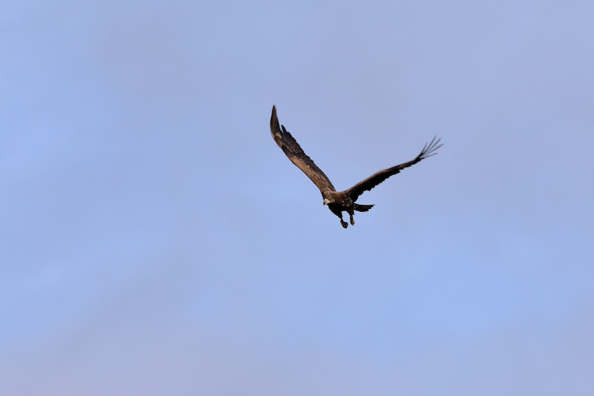 White-tailed Eagle - ML616158703
