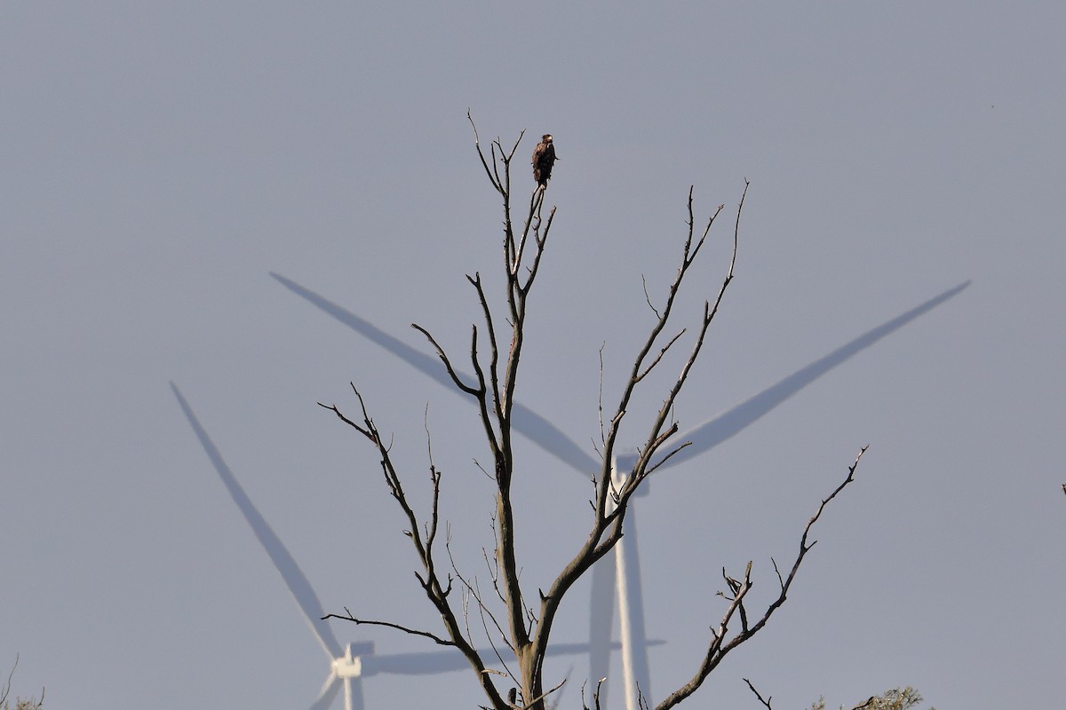 White-tailed Eagle - ML616158704