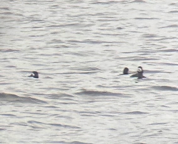 Greater Scaup - ML616158721