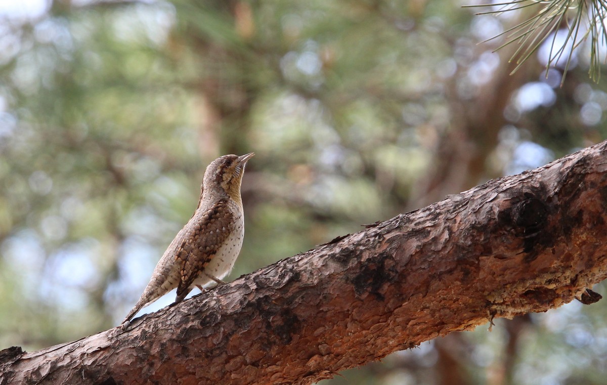 Eurasian Wryneck - ML616158758