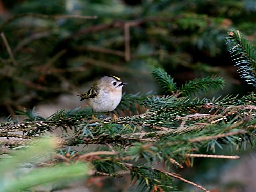 Goldcrest (European) - ML616158790